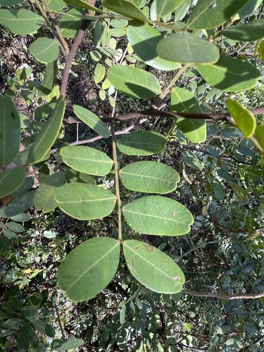 Copaifera image