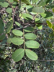 Copaifera baumiana image