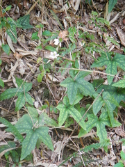 Knowltonia hepaticifolia