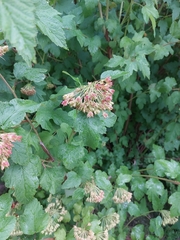 Physocarpus opulifolius