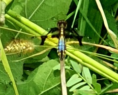 Palpopleura