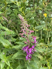 Chamaenerion angustifolium