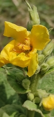 Verbascum