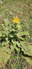 Verbascum