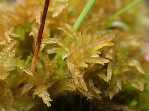 Image of Sphagnum tenellum by no rights reserved