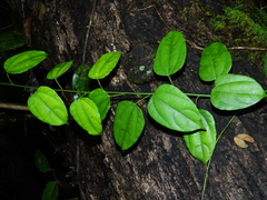 Disciphania moriorum