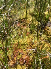 Drosera rotundifolia