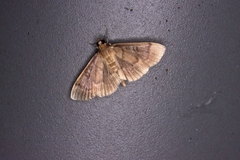 Phostria harutai