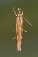 Crambus perlella