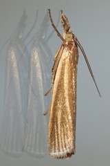 Crambus perlella