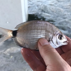 Diplodus holbrookii