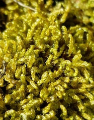 Hygrohypnella ochracea
