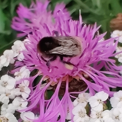 Bombus subterraneus