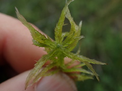 Sphagnum pacificum