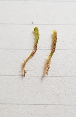 Hygrohypnella ochracea