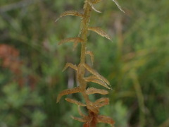 Sphagnum pacificum