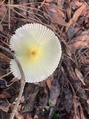 Leucocoprinus fragilissimus image