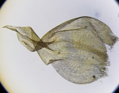 Hygrohypnella ochracea