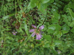 Astragalus nokoensis