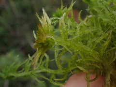 Sphagnum pacificum