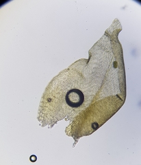 Hygrohypnella ochracea