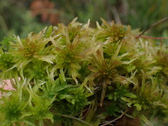 Sphagnum pacificum