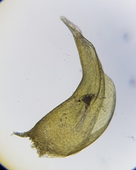 Hygrohypnella ochracea