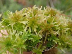 Sphagnum pacificum
