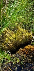 Hygrohypnella ochracea