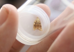 Aleimma loeflingiana