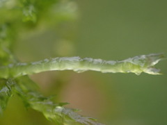 Sphagnum tenellum