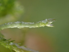Sphagnum tenellum