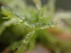 Sphagnum tenellum