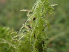 Sphagnum tenellum