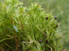 Sphagnum tenellum