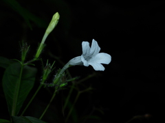 Ruellia saulensis