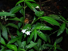 Ruellia saulensis