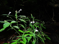 Ruellia saulensis