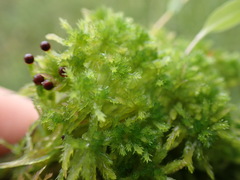 Sphagnum tenellum