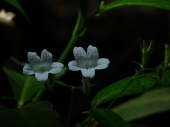 Ruellia saulensis