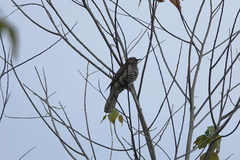 Cacomantis variolosus