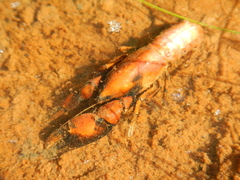 Parastacoidea