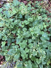 Valeriana flaccidissima