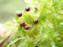 Sphagnum tenellum