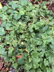 Valeriana flaccidissima