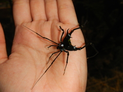 Sadocus polyacanthus