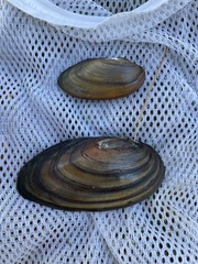 Pyganodon lacustris
