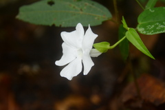 Thunbergia similis