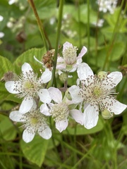 Rubus