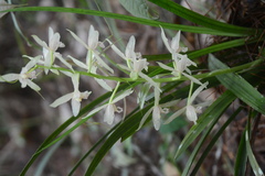 Cymbidium ensifolium